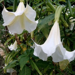 BEAT - FLOR (EN VENTA)