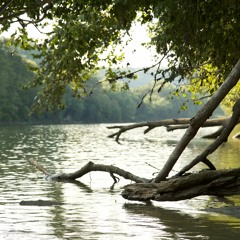 Gently Down the Stream of Consciousness