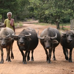 ដំបងដែក (ឧដុង្គ 1969 by Porée-Maspero, Evelyne )