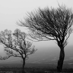 Johnny Beefsteak - Einer Dieser Tage