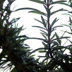 Weather Balloons - FREE DOWNLOAD - Instrumental Electronic