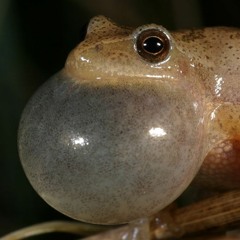 Spring Peepers