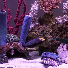 WINTERPHEASANTNOGROUSECHOE   at FishCenterLiveRemix