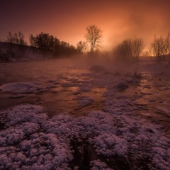 Arctic Christmas