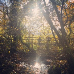 Coming Home Meditation