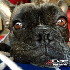 DAC Producciones - NO a la Pirotecnia - ANIMALES