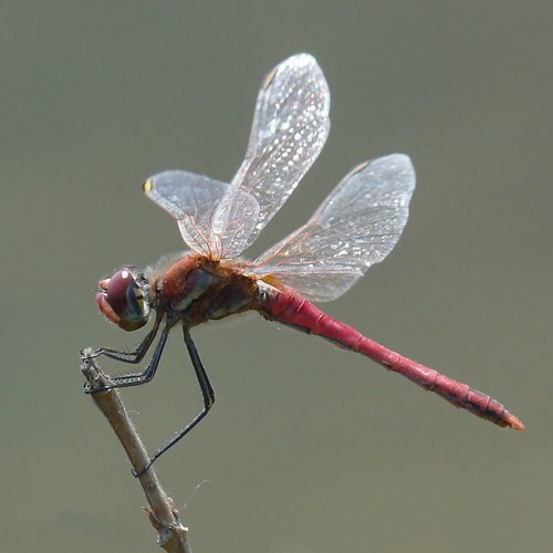 Stream 長澤剛 蜻蜓by Dau Hong Chang Listen Online For Free On Soundcloud