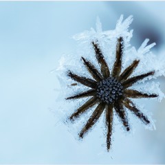 Adeste Fideles (O Come, All Ye Faithful)