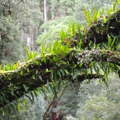 Clementi - Sonatine No.2 Op.37