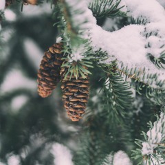 [Merry Christmas] Snow - Sleeping At Last