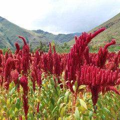Amaranth