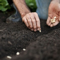 Plant Seeds