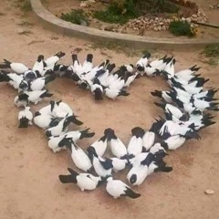 hala