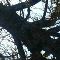 008 Mass of the Khryzt