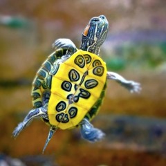 The Tortuga Podcast No 32 - Holidays Part 1 - Cross End