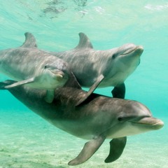 1 - ENIGMA - THE CHILD IN US 5.MP3