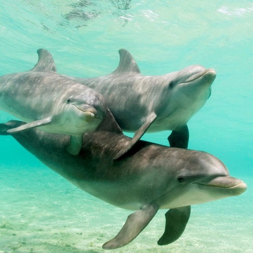 1 - ENIGMA - THE CHILD IN US 5.MP3