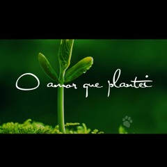O Amor Que Plantei