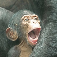 Mislav & Jonen - Vamos