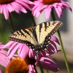 What's Been Goig On by Amos Lee