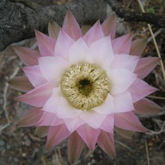 MIX