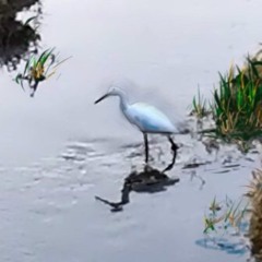 EGRET IN THE LONGHELLA