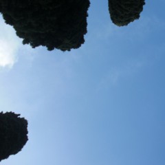 JS Bach Fughetta A 2 Voci On Fender Jazz Bass