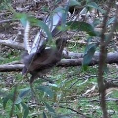 Superb Lyrebird