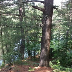 Coyotes in Bow NH 10-11 2012 dusk
