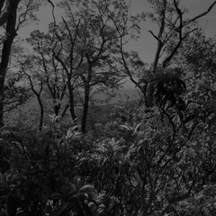 bh9090 - The Cross Forest [OSC94 Synth1 StrippedC.oak]