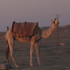 Camel's  Life