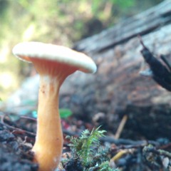 Record20160722102111