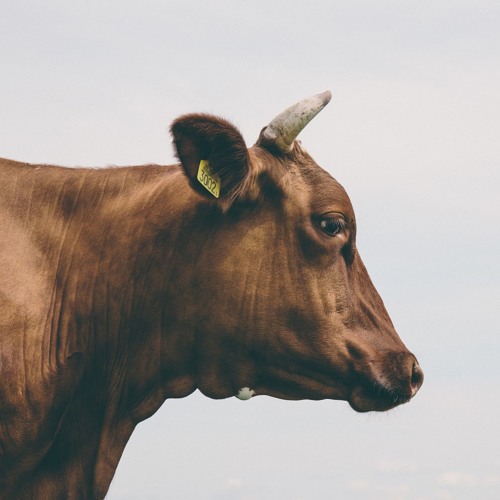 Die Schweizer Kuh - Ein Nationaltier verliert seine Würde