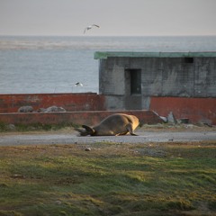 port-aux-français-mix