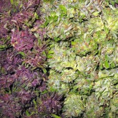 HATE-RID X EVADE - PURPS