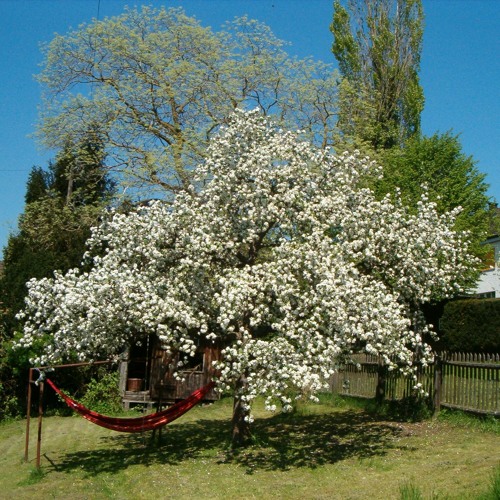 The Apple Tree