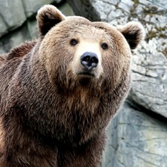 Kodiak Bear