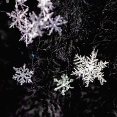 Arno - 2016.12.31 - Rasols