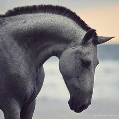 واجب علينا يا عرب - فرقة اليرموك