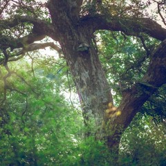 Inspiration - Mahatma Das