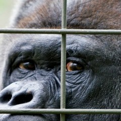 Gare Au Gorille (Brassens) Easy'Cover