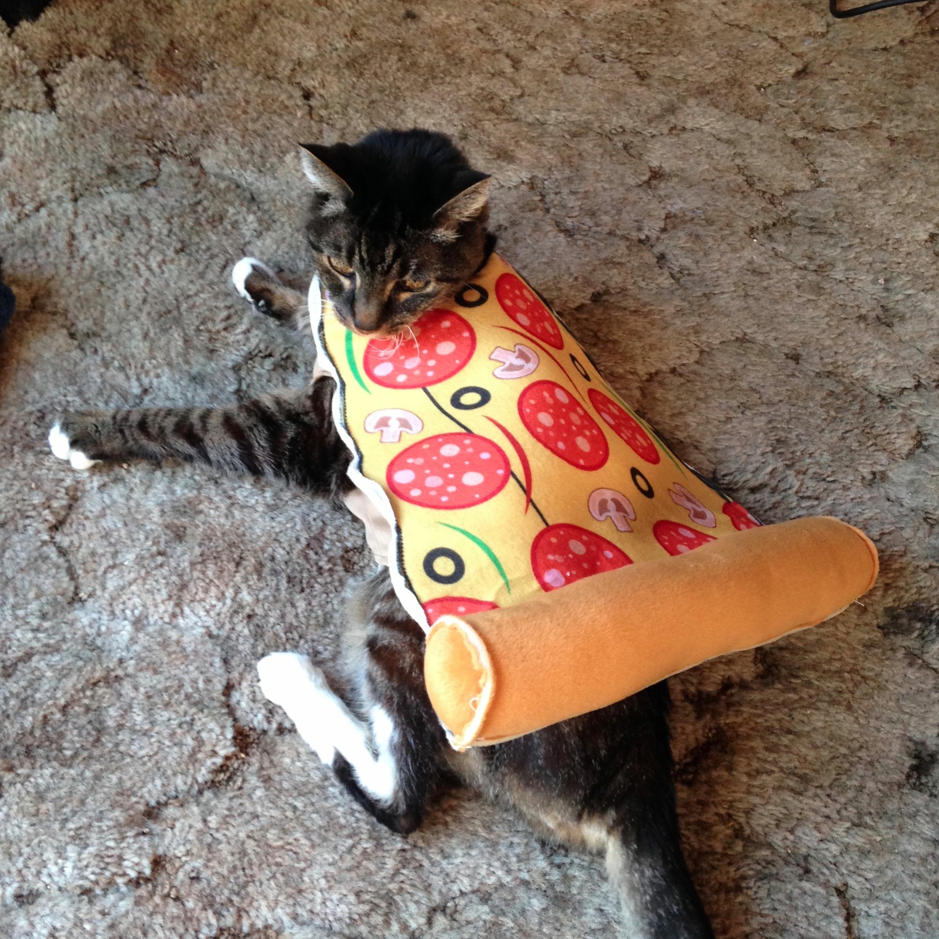 Cat Disgusted