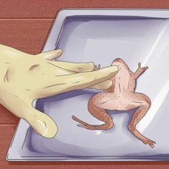 Extract
