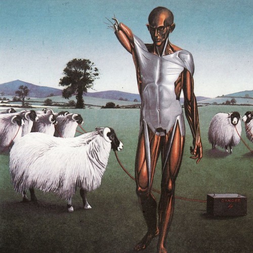 Electric Sheep