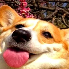 Dog eating broccoli (ASMR) (CUTE)