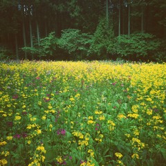 songs for kumagaya noise city per.love’s#3