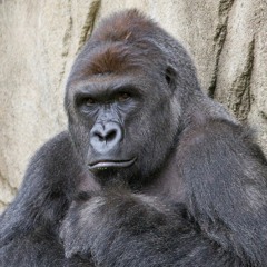 The Harambe Song (EDM)