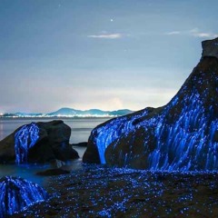 Island For The Night