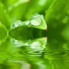 Dewdrop Fantasy