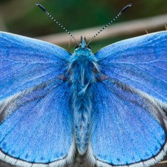 Let's Be Brave - 1:12:2008